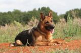 BERGER ALLEMAND 394